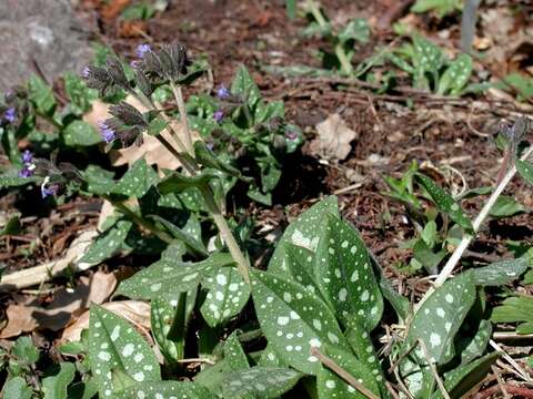 Plancia ëd Pulmonaria saccharata Miller