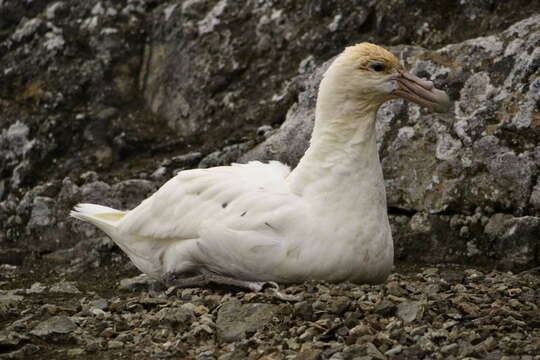 Image of Antarctic Giant-Petrel