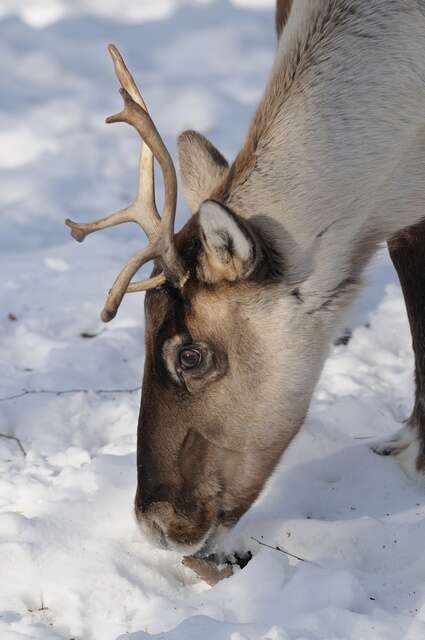 Image of Finnish forest reindeer