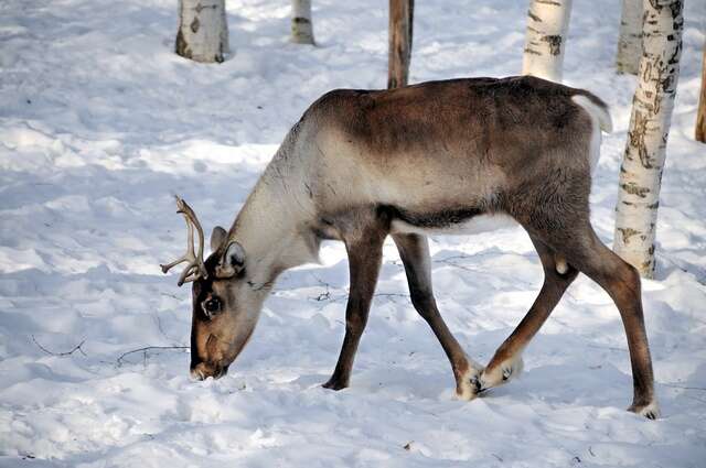 Imagem de Rangifer tarandus fennicus Lönnberg 1909