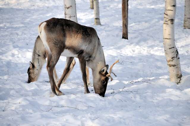 Image of Finnish forest reindeer