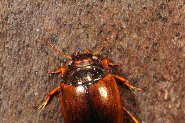 صورة Agabus (Agabus) uliginosus (Linnaeus 1761)