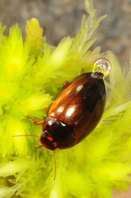 صورة Agabus (Agabus) uliginosus (Linnaeus 1761)