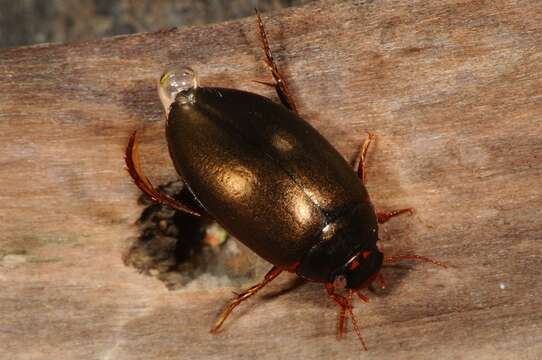 Ilybius erichsoni (Gemminger & Harold 1868) resmi