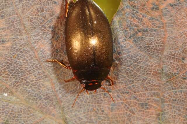 Image of Ilybius erichsoni (Gemminger & Harold 1868)