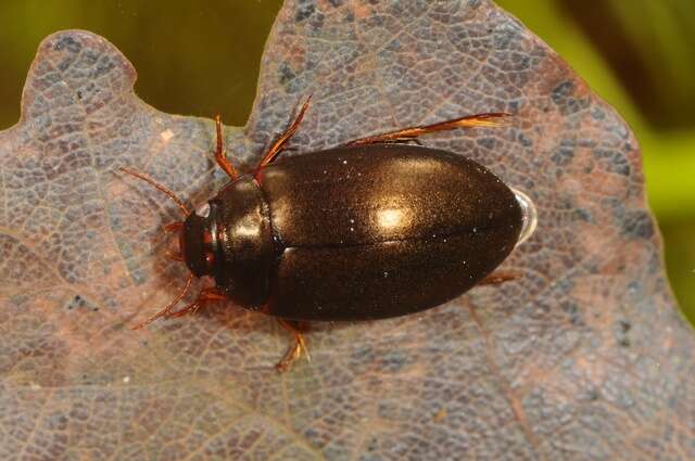 Image of Ilybius erichsoni (Gemminger & Harold 1868)