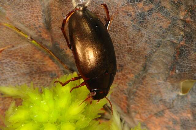 Image of Ilybius erichsoni (Gemminger & Harold 1868)