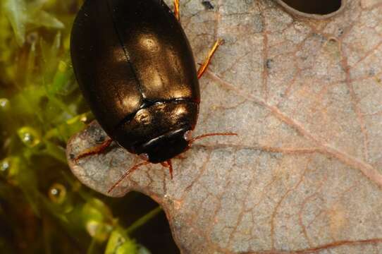 Image of Ilybius neglectus (Erichson 1837)