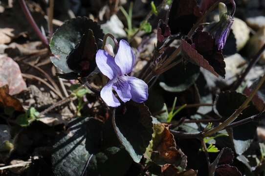 Image of alpine violet