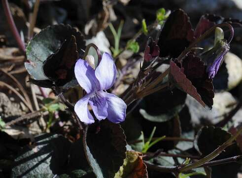 Image of alpine violet