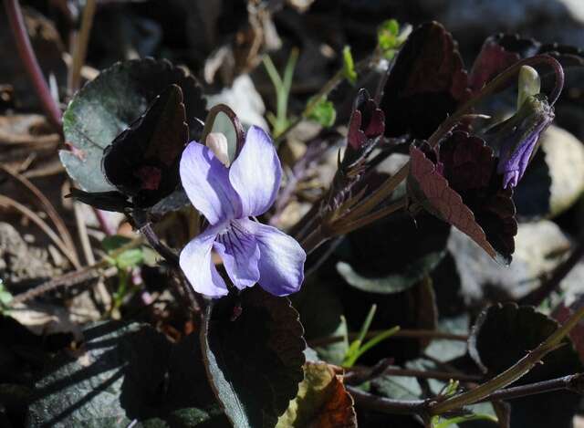 Sivun Viola labradorica Schrank kuva