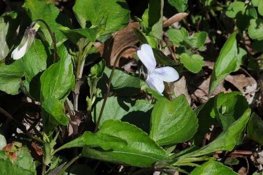 Image of Primrose leaved violet