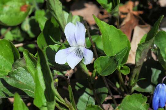 Image of Primrose leaved violet