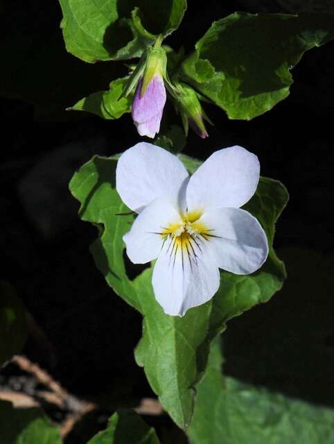 Sivun Viola canadensis L. kuva