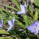 Image de Ipheion uniflorum (Lindl.) Raf.