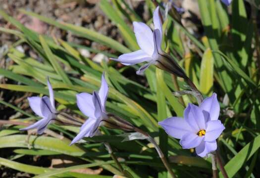 Image of Ipheion