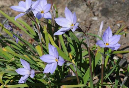 Image of Ipheion