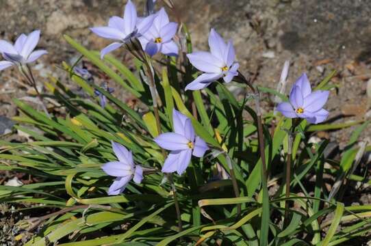 Image of Ipheion