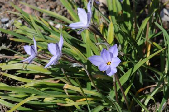 Image of Ipheion