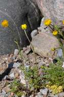 Image of Ranunculus millefoliatus Vahl