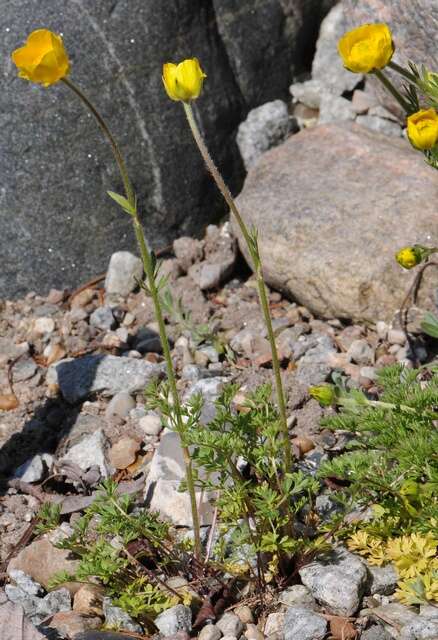 Image of Ranunculus millefoliatus Vahl