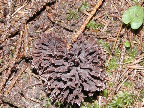 Image of leathery earthfans