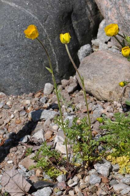 Image of Ranunculus millefoliatus Vahl