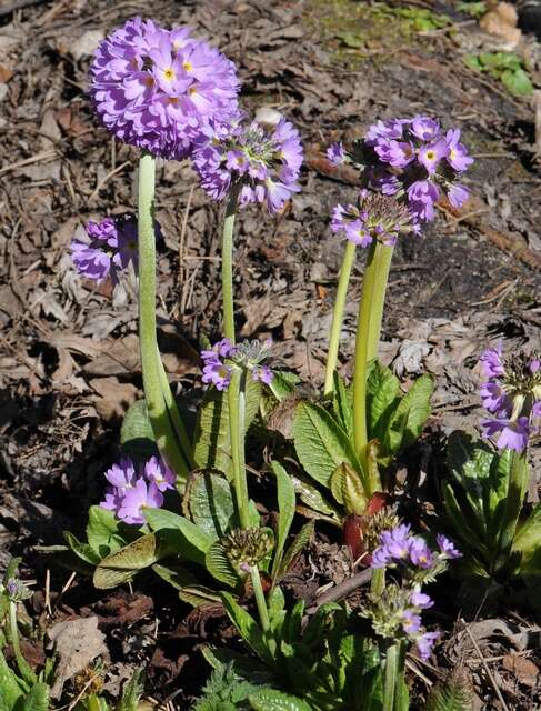 Image of cowslip