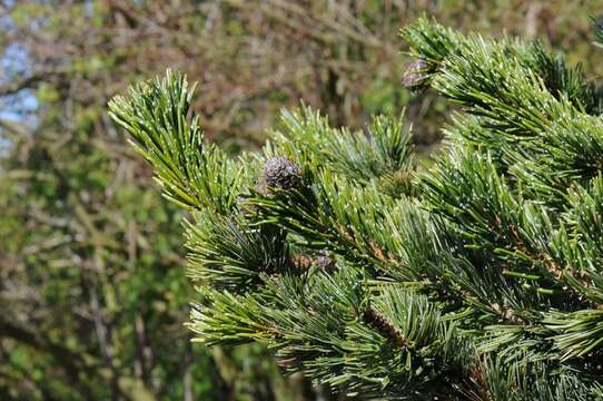 Imagem de Pinus aristata Engelm.