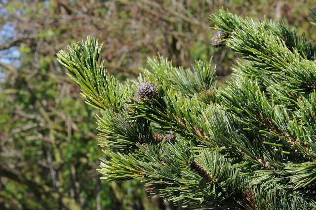 Image of Colorado Bristlecone Pine