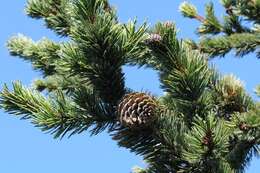 Image of Colorado Bristlecone Pine