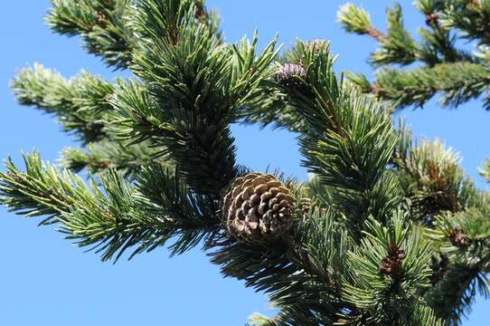 Imagem de Pinus aristata Engelm.