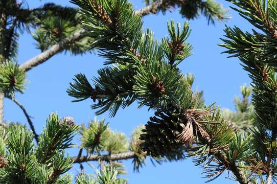 Imagem de Pinus aristata Engelm.