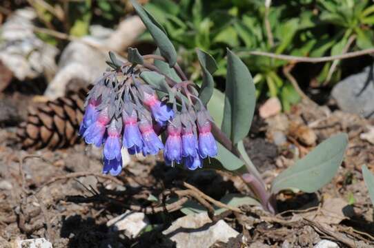 Sivun Mertensia macdougalii A. A. Heller kuva