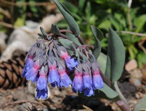 Mertensia macdougalii A. A. Heller resmi