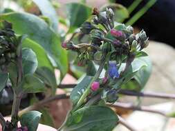 Image of Mertensia