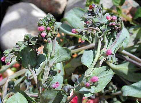 Image of Mertensia