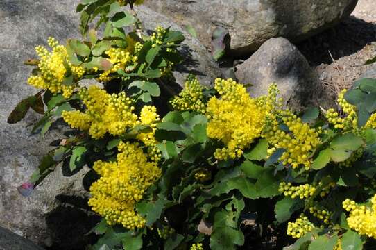 Image of Cascade Oregon-Grape