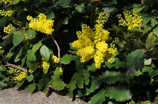 Image of Cascade Oregon-Grape