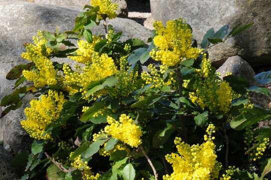 Image of Cascade Oregon-Grape