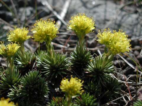 Sivun Saxifraga juniperifolia Adams kuva