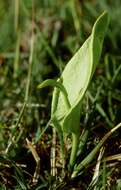 Image of <i>Ophioglossum vulgatum</i>