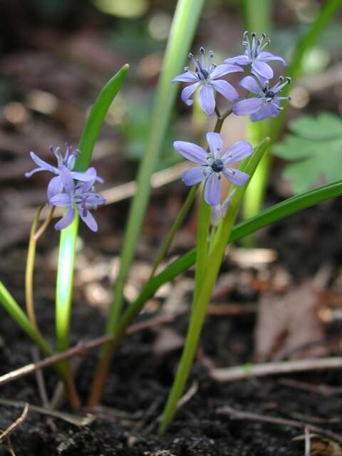 Image of Squill