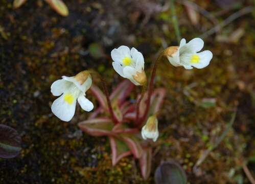 Image of Butterworts