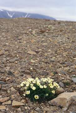 Imagem de Papaver radicatum subsp. polare Tolm.