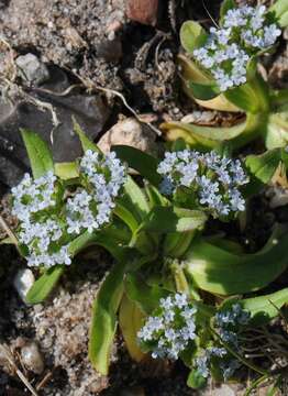 Image of cornsalad