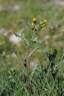 Image of ragwort