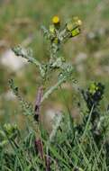 Image of ragwort