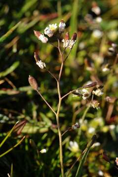 Image of common whitlowgrass