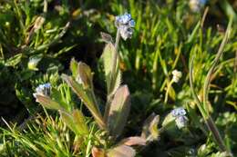 Image of forget-me-not